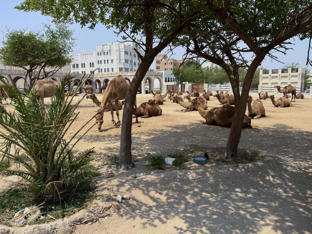 A photo of The Camel Pen at Souq Waqif